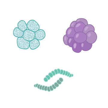 Biology, microorganism. Three bacteria and a virus