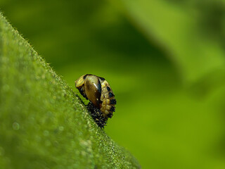 macro of a bug