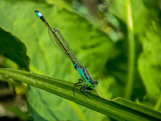 Blue dragonfly sitting on grass