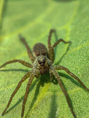 wolf spider on a leaf