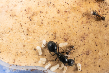 Ant queen and worker ants reaper, ant eggs on a plaster platform of an acrylic ant farm.
