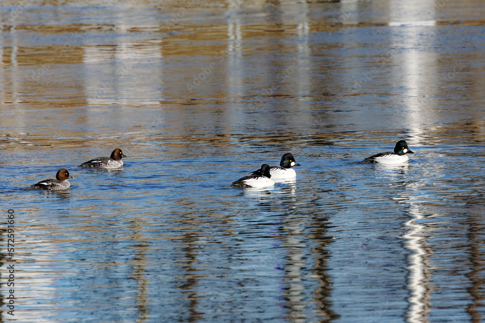 Sticker The flock of common Goldeneye (Bucephala clangula), drake on the river.