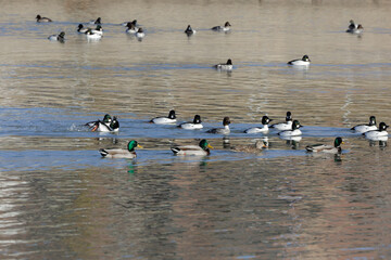 Flock of common goldeneye (Bucephala clangula) and greater scaup (Aythya marila) on the river