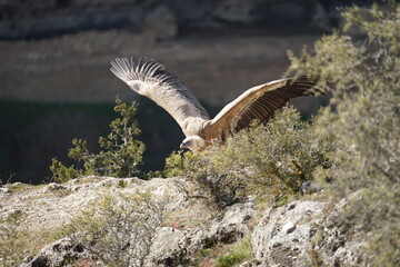 Buitre en las hoces del Durat&oacute;n Segovia Espa&ntilde;a A&ntilde;o 2023