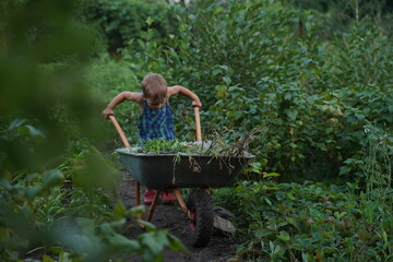Cute little boy driving the wheelbarrow in the the garden through the flower. Male try to move...