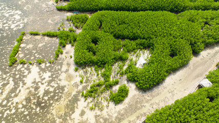 Coastline with green mangroves and forest. Mangrove landscape. Bantayan island, Philippines.