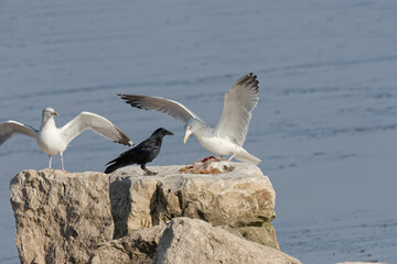 Fototapeta na wymiar American crow and Herring gull on the shores of Lake Michigan