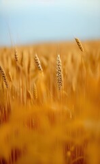 Fototapeta premium field of wheat made using Generative AI Technology.