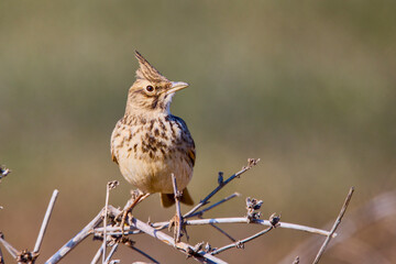 Crested Lark (Galerida cristata) is a common passerine bird in Asia and Europe