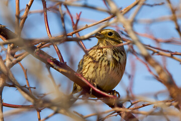 Yellowhammer bird (Emberiza citrinella) perched on hawthorn bush