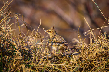 A small crested lark (Galerida cristata) on ground