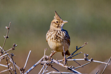 Crested Lark (Galerida cristata) is a common passerine bird in Asia and Europe