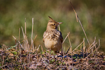 A small crested lark (Galerida cristata) on ground
