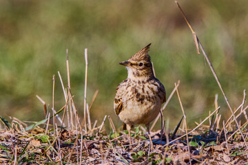 A small crested lark (Galerida cristata) on ground