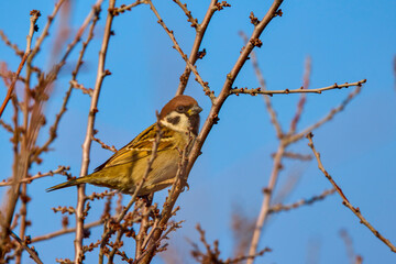 sparrow on the branches of a shrub