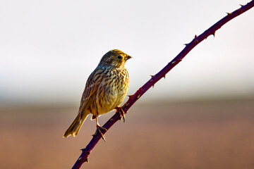 Yellowhammer bird (Emberiza citrinella) perched on hawthorn bush