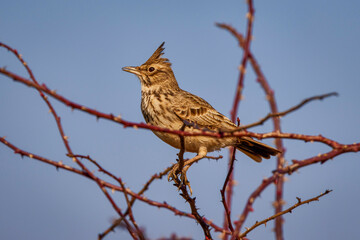 Crested Lark (Galerida cristata) is a common passerine bird in Asia and Europe