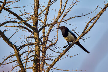 European magpie (pica pica) on the branches of a tree standing alert