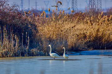the swan on the frozen water
