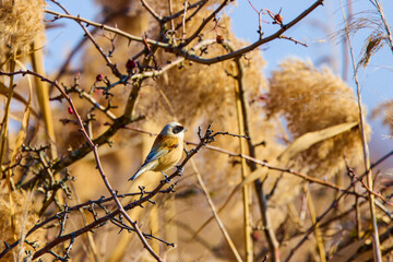 nice draw pendulinus pendulum bird on reed