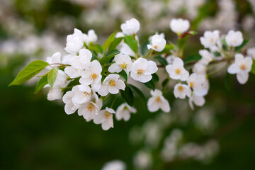 apple tree branch in flowers close up