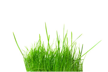 green grass close-up on a transparent background
