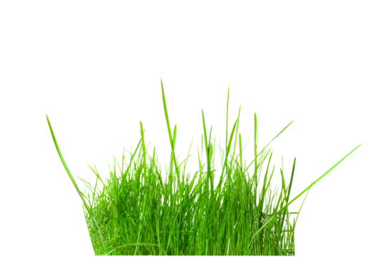 green grass close-up on a transparent background