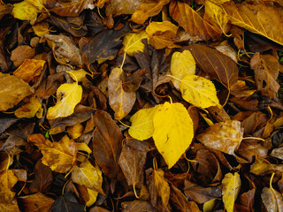 fallen autumn leaves