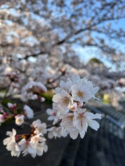 桜、夕方