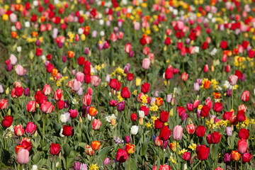Bunt blühendeTulpen,  (Tulipa), Blumenbeet, Deutschland