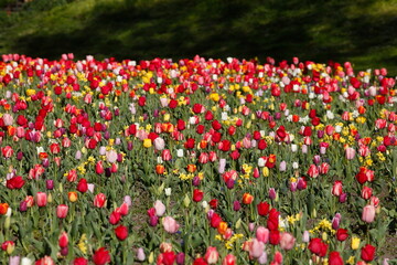 Bunt blühendeTulpen,  (Tulipa), Blumenbeet, Deutschland