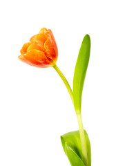 A single blooming Tulip