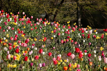 Bunt blühendeTulpen,  (Tulipa), Blumenbeet, Deutschland