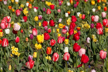 Bunt blühendeTulpen,  (Tulipa), Blumenbeet, Deutschland