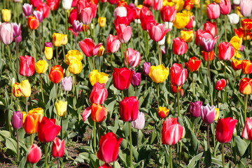 Bunt blühendeTulpen,  (Tulipa), Blumenbeet, Deutschland