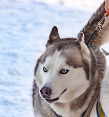 Husky sled dog in harness close-up on the background of snow in winter