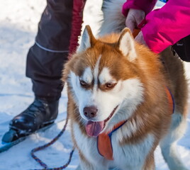 Husky sled dog in close-up, held by a woman against the background of snow in winter