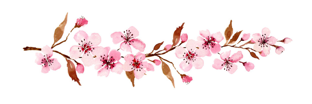 watercolor sakura flowers. Spring cherry blossom hand painted illustration for greeting card and wedding invitations
