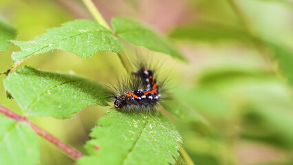 Spotty fluffy caterpillar close-up in the forest