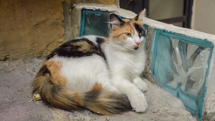 White ang yellow yard cat looking at camera