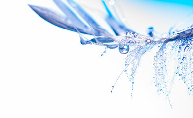 feather with rain drops - beautiful macro photograph