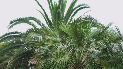 jpging camera past palm trees.