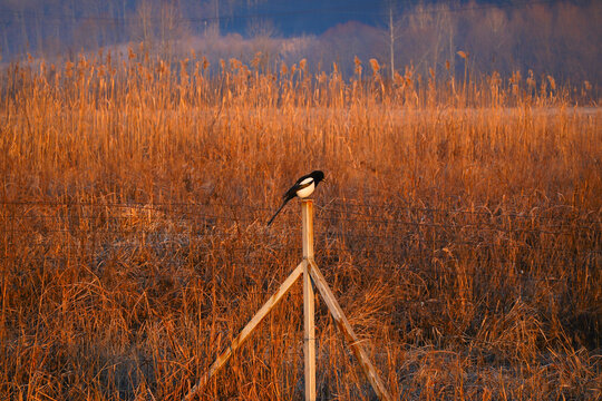 bird. the woodpecker resting on a fence post. detail.