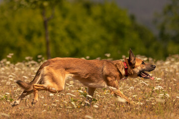 dog running in the field