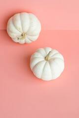 White pumpkins on pink. Autumnal or Halloween concept.