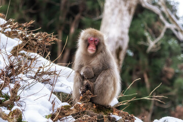 Naklejka premium Snow monkey in Jigokudani monkey park