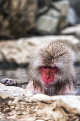 Naklejka premium Snow monkey in Jigokudani monkey park