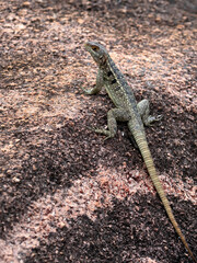 Grandidier's Madagascar swift, Oplurus grandidieri, on a rock, Andringitra National Park. Madagascar.