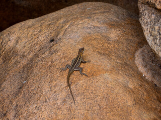 Grandidier's Madagascar swift, Oplurus grandidieri, sitting on a large rock, Ambalavao, Andringitra...