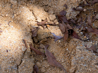 Mantidactylus betsileanus, frog in Ambalavao, Andringitra National Park, Madagascar wildlife